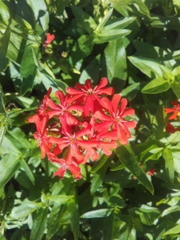 Brandende liefde Lychnis chalcedonica, Ophalen of Verzenden, Zomer, Vaste plant, Volle zon