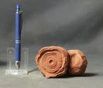 Decoratief versteend stromatoliet - Gefossiliseerde plant -, Verzamelen, Mineralen en Fossielen