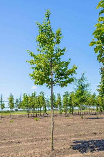 Ostrya carpinifolia hoogstam 20/25, Tuin en Terras