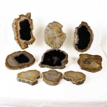 Versteend houtschijven - Gefossiliseerd hout - Dipterocarpus