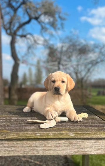 Labrador pups met stamboom, Parvo, Nederland, 8 tot 15 weken, Labrador retriever