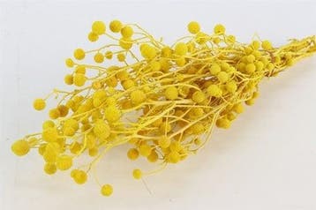 Sago Grass Geel in hoes ca. 100 gram, Ophalen of Verzenden, Nieuw