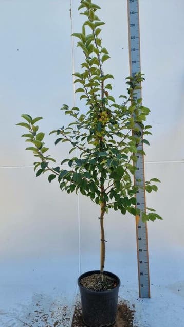 Malus Evereste halfstam