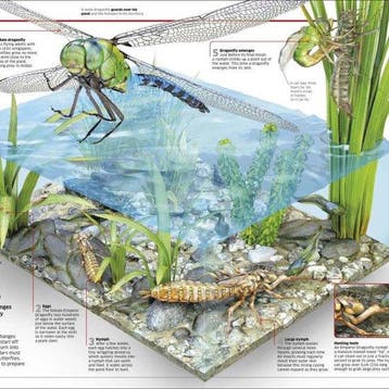 Knowledge Encyclopedia Science! - Dk 9780241317815, Verzenden, Zo goed als nieuw, Dk
