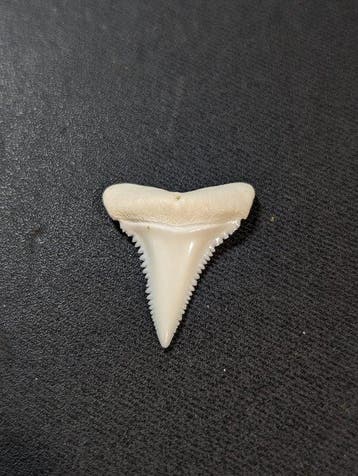 Witte haai Tand - carcharodon carcharias - 28 mm - 23 mm - 4