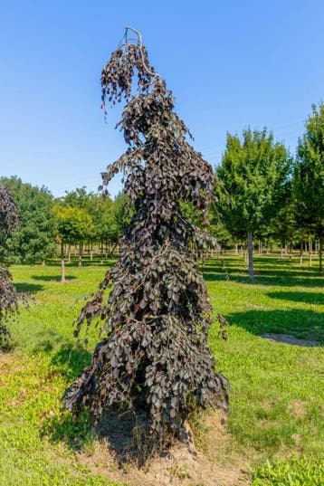 Fagus sylvatica Purple Fountain treurvorm 12/14