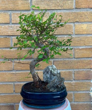 Chinese iep bonsai (Ulmus parviflora) - Hoogte (boom): 30 cm