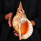 Grote maat - Triton Marine Shell - Extra kwaliteit -, Nieuw