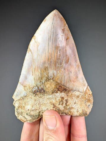 Prachtige Megalodon-haaientand - Fossiele tand -, Verzamelen
