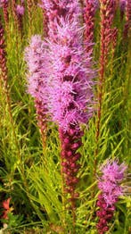 Liatris spicata , wit en paars , lampepoetser  P9, Tuin en Terras, Planten | Tuinplanten, Verzenden, Zomer, Vaste plant, Volle zon