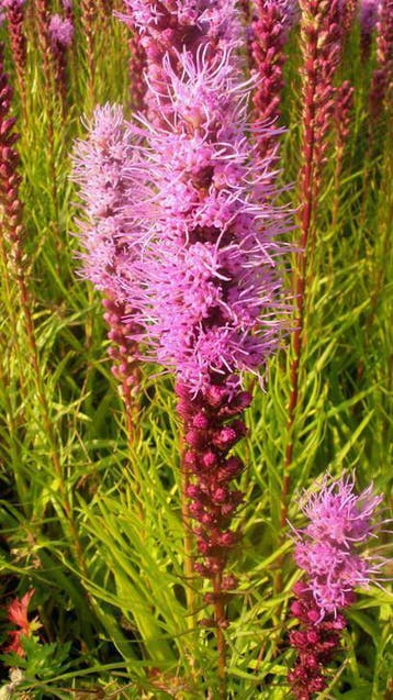 Liatris spicata , wit en paars , lampepoetser  P9, Tuin en Terras, Planten | Tuinplanten, Verzenden, Zomer, Vaste plant, Volle zon