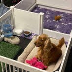 Werpkist Puppyren Werpbak - Div. maten - Uniek in Nederland!, Ophalen of Verzenden, Nieuw