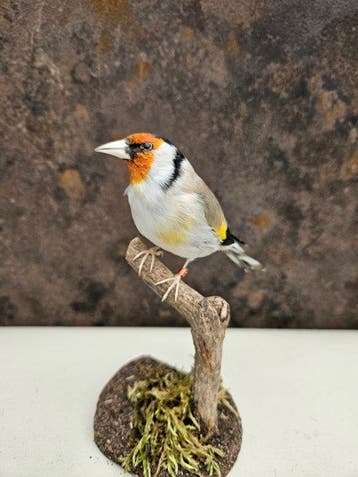 Super mooie nieuw opgezette major agaat putter met mooi rood, Nieuw