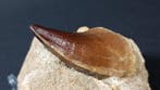 Mosasaurus - Fossiele tand - Prognathodon Currii - 8 cm