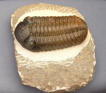 Trilobiet - Gefossiliseerd dier - Barrandeops ovatus &