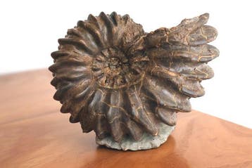 Ammoniet van Troyes Frankrijk - Gefossiliseerde schelp -, Verzamelen