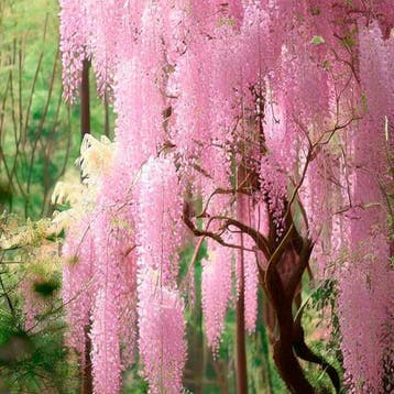 Japanse Blauwe Regen Pink Ice (Honbeni) container (C3), Tuin en Terras, Verzenden, Overige soorten, Struik