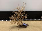 Osaka Bonsai Tree nr 26 - 40x13x48cm - aquascaping boom, Dieren en Toebehoren, Ophalen of Verzenden, Nieuw, Plant(en), Steen of Hout