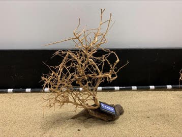 Osaka Bonsai Tree nr 26 - 40x13x48cm - aquascaping boom, Ophalen of Verzenden, Nieuw, Plant(en), Steen of Hout