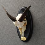 Moeflon Schedel Taxidermie Opgezette Dieren By Max, Ophalen of Verzenden, Nieuw, Wild dier, Opgezet dier