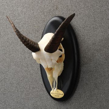 Moeflon Schedel Taxidermie Opgezette Dieren By Max, Verzamelen, Dierenverzamelingen, Ophalen of Verzenden, Nieuw, Wild dier, Opgezet dier