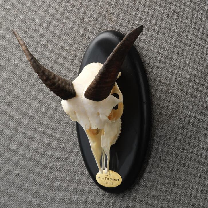 Moeflon Schedel Taxidermie Opgezette Dieren By Max, Verzamelen, Dierenverzamelingen, Opgezet dier, Nieuw, Wild dier, Ophalen of Verzenden