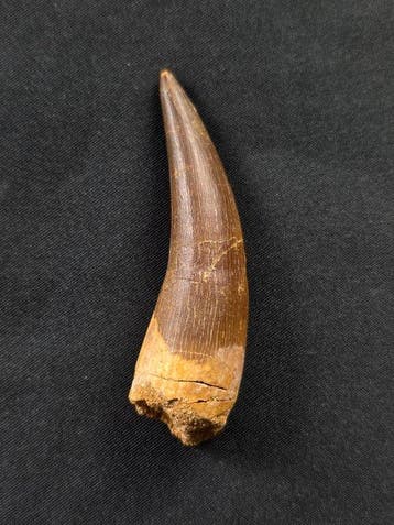 Plesiosaurus - Fossiele tand (Zonder minimumprijs)
