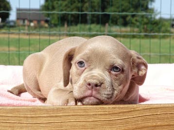 Old English Bulldog pups! Hartelijk welkom. Mogen mee, Parvo, Nederland, 8 tot 15 weken, Bulldog