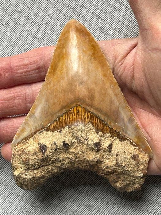 Megalodon-tand 11,3 cm - Fossiele tand - Carcharocles, Verzamelen, Mineralen en Fossielen