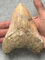 Groot Megalodon-tand, 13,5 cm - Fossiele tand - Carcharocles