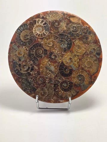 Ammoniet - Gefossiliseerd dier - Aioloceras (Cleoniceras)