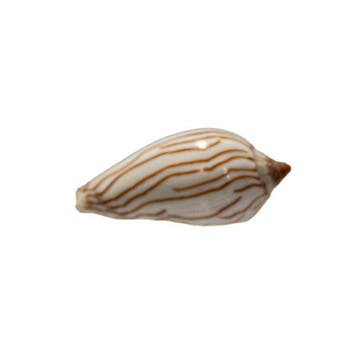 Zebra-Walzenschnecke (Amoria zebra) – Glanzend, Nieuw