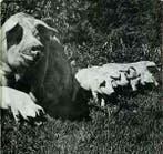 LP gebruikt - Pink Floyd - The Best Of Tour 72 (U.K. 1973..., Verzenden, Zo goed als nieuw