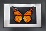 Vlinder Taxidermie volledige montage - Monarque (Danaus, Antiek en Kunst, Curiosa en Brocante