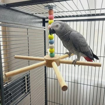 Grote Houten Vogelzitstok met Kleurrijke Kralen en Windmolen, Dieren en Toebehoren