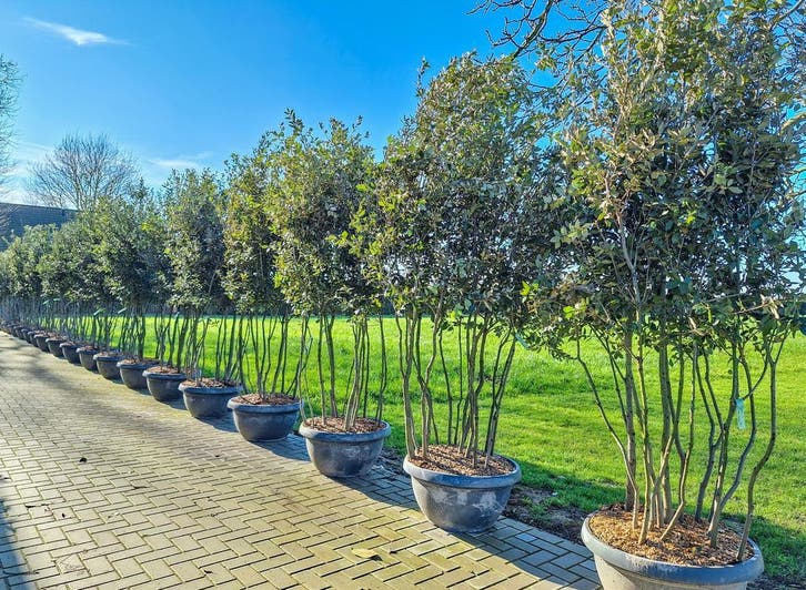 Steeneik, kurkeik, Quercus ilex, Quercus suber, Tuin en Terras, Planten | Bomen, Ophalen