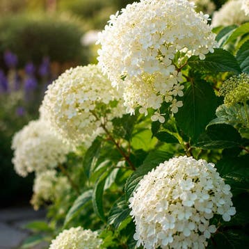 Hortensia arborescens Annabelle Sierplanten, Wit, Verzenden, Hortensia, Struik