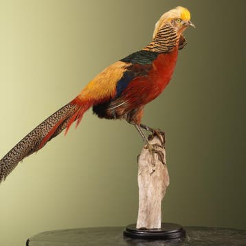 Goudfazant Taxidermie Opgezette Dieren By Max, Ophalen of Verzenden, Nieuw, Vogel, Opgezet dier