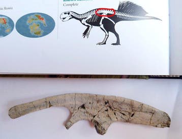 Oorspronkelijk fossiel ilium (heupbeen) van een, Verzamelen