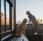 Kattennet - geschikt voor elk balkon of elke tuin, Dieren en Toebehoren, Katten-accessoires, Nieuw