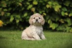 Creme Cocker Spaniel pups te koop, Amerikaanse Cocker fokker, Parvo, België, 8 tot 15 weken, Meerdere