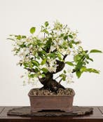 Bonsai Appel (Malus) - Hoogte (boom): 37 cm - Diepte (boom):