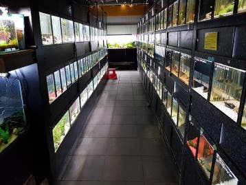 300+ Soorten Tropische Vissen in Overijssel | Bo-vis.nl, Vis, Zoetwatervis