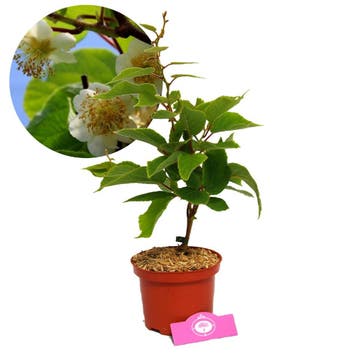 Mannelijke kiwi Actinidia deliciosa Atlas + Po, Verzenden, Volle zon