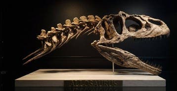 Allosaurus Taxidermie replica montage - REPLICA ALLOSAURUS