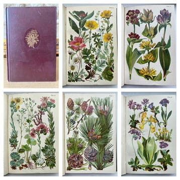 Dr. Gustav Hegi - Alpine Flowers with 30 colour plates. -, Antiek en Kunst