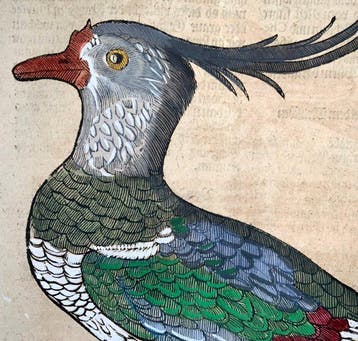 Conrad Gessner [b1516]; folio with large woodcut - Bird: