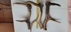 Hert Hoorns - Cervus elaphus - 33 cm - 4 cm - 4 cm - (3)