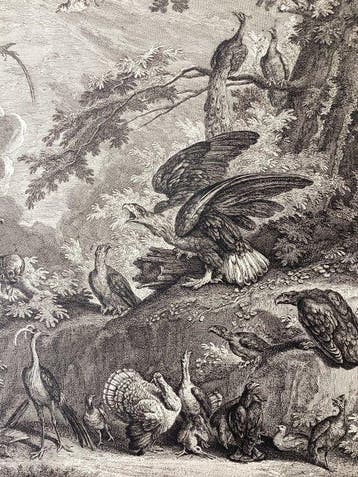 Johann Elias Ridinger (1698-1767) - Eagles with other Birds