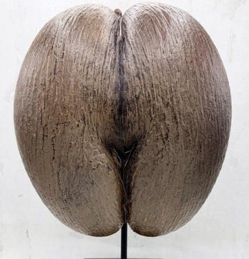 Coco de mer Taxidermie volledige montage - Lodoicea